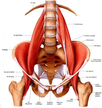ileo-psoas